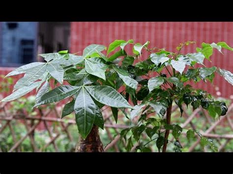 門口招財植物|【門口植物】想招財旺運就擺對門口植物！風水達人曝5大秘技，。